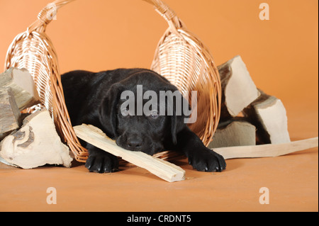 Schwarze Labrador Retriever Welpen liegen zwischen Stücken von Brennholz Stockfoto