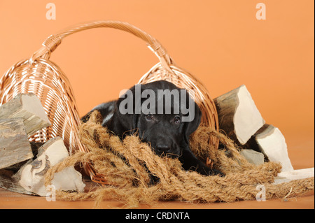 Schwarze Labrador Retriever Welpen liegen neben Brennholz Stockfoto