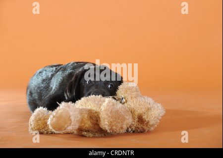 Black Labrador Retriever Welpe liegend mit einem Teddybär Stockfoto