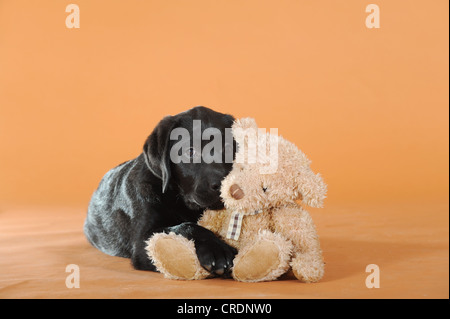 Black Labrador Retriever Welpe liegend mit einem Teddybär Stockfoto