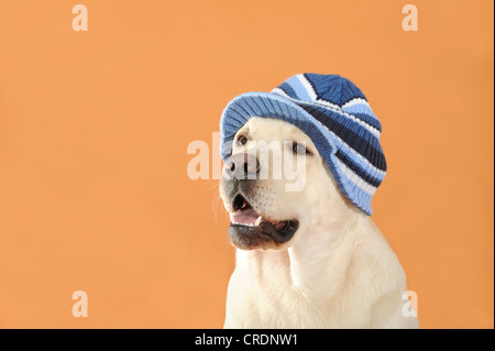 Gelben Labrador Retriever mit einem blau gestreifte Mütze Stockfoto