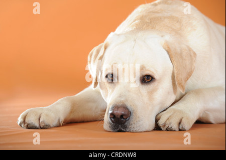 Gelben Labrador Retriever mit seinem Kopf auf dem Boden liegend Stockfoto