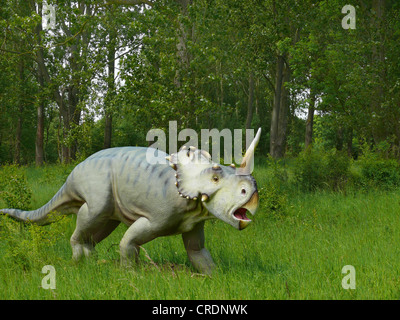 Gut gehörnte Eidechse (Centrosaurus), angreifen Stockfoto