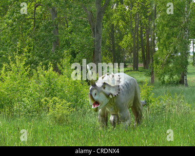 Gut gehörnte Eidechse (Centrosaurus), angreifen Stockfoto