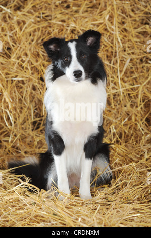 Border-Collie, sitzen im Stroh Stockfoto