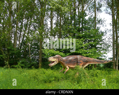 Albertosaurus (Albertosaurus) angreifen Stockfoto