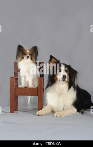 Sitzend auf einem kleinen Stuhl neben einer liegenden reinrassige Berner Sennenhund und Collie Papillon Stockfoto