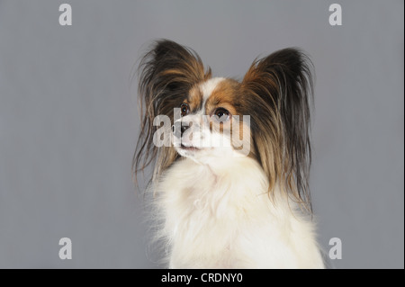 Papillon, portrait Stockfoto