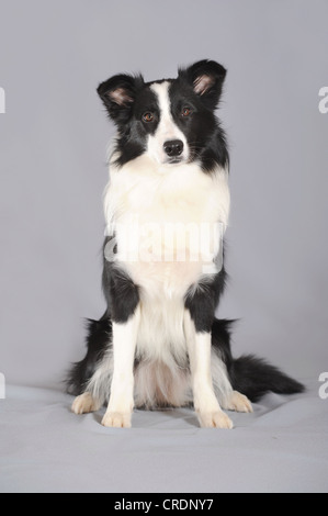 Border-Collie, sitzen Stockfoto
