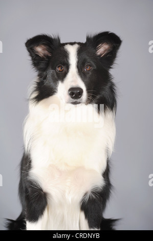 Border-Collie, portrait Stockfoto