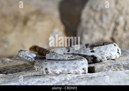 Fleckige Felsen-Klapperschlange (Crotalus Lepidus Lepidus), Juno Road, Val Verde County, Texas, USA. Stockfoto