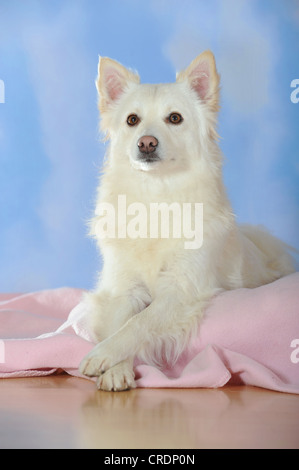 Spitz-Mischling liegend auf einer rosa Decke Stockfoto