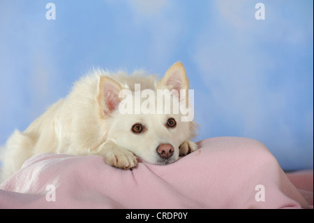 Spitz-Mischling liegend auf einer rosa Decke mit seinen Kopf zwischen den Pfoten Stockfoto