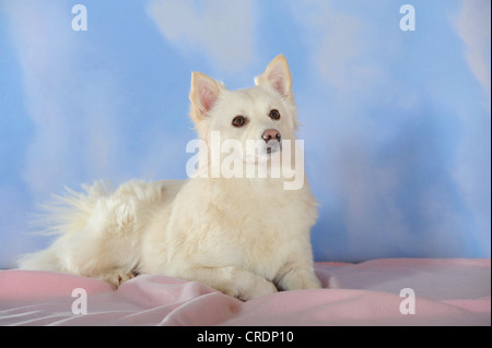 Spitz-Mischling liegend auf einer rosa Decke Stockfoto