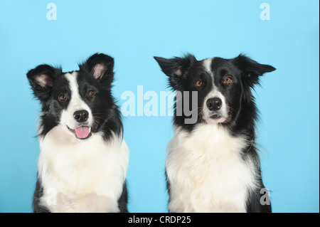 Zwei Border Collies, Porträt, vor Türkis Stockfoto