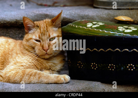 Hauskatze, Hauskatze (Felis Silvestris F. Catus), liegend auf der Treppe neben einer alten Topf Stockfoto