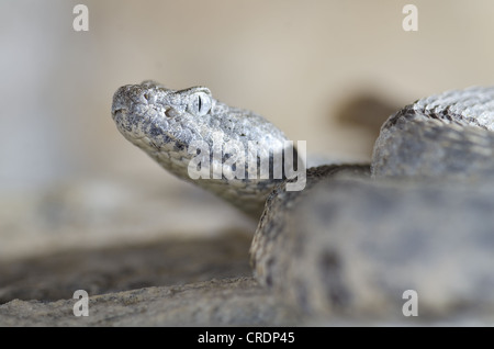 Fleckige Felsen-Klapperschlange (Crotalus Lepidus Lepidus), Juno Road, Val Verde County, Texas, USA. Stockfoto