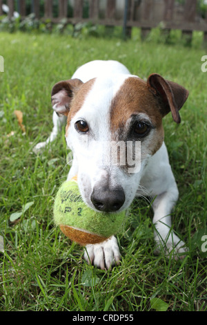 Ein Jack-Russell-Terrier Hund liegen im grünen Rasen und eine Kugel in den Mund zu halten. Stockfoto