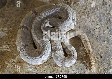 Fleckige Felsen-Klapperschlange (Crotalus Lepidus Lepidus), Juno Road, Val Verde County, Texas, USA. Stockfoto