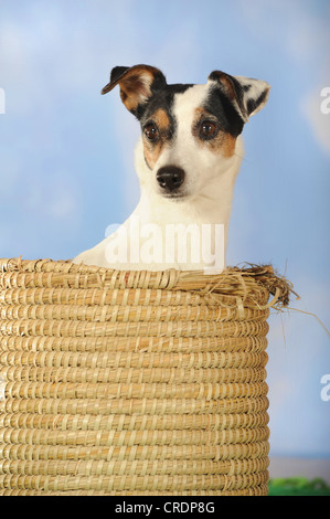 Parson Russell Terrier sitzen in einem Korb Stockfoto