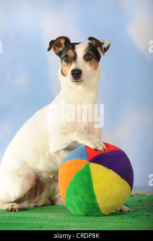 Parson Russell Terrier sitzt neben einem bunten ball Stockfoto