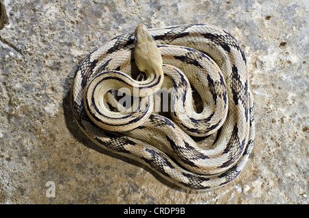 Nördlichen Trans-Pecos Ratsnake, (Bogertophis Subocularis), schwarze Lücke Wildlife Management Area, Brewster County, Texas, Vereinigte Staaten. Stockfoto