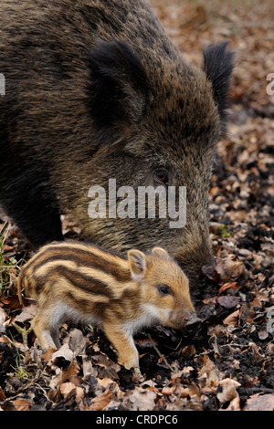 Wildschwein, Schwein, Wildschwein (Sus Scrofa), Weibchen mit jungen, Deutschland, Nordrhein-Westfalen Stockfoto