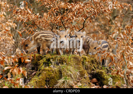 Wildschwein, Schwein, Wildschwein (Sus Scrofa), Young auf Baumstamm, Deutschland, Nordrhein-Westfalen Stockfoto