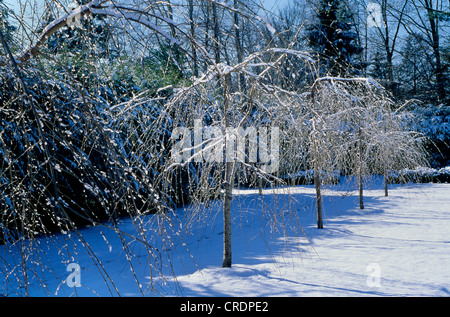 ALLE'E JAPANISCHE BLÜHENDE KIRSCHE "PENDEL" (PRUNUS SERRULATA) IM SCHNEE Stockfoto