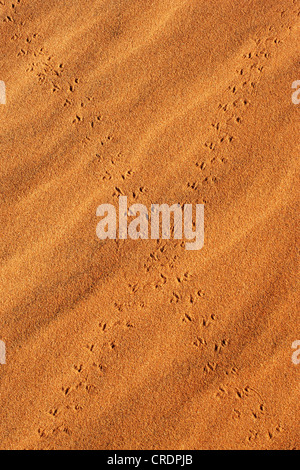 Kreuzung Tierspuren auf Sand in der Namib-Wüste, Namibia, Afrika Stockfoto