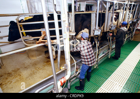 MILCHVIEH IN EDV MILCH STUBE / LANCASTER COUNTY, PENNSYLVANIA Stockfoto