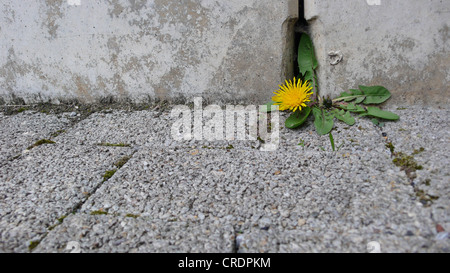 gemeinsamen Löwenzahn (Taraxacum Officinale), blühen Pflanz zwischen Pflastersteinen Stockfoto