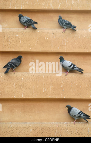 häusliche Taube (Columba Livia F. Domestica), fünf auf der Fassade Stockfoto