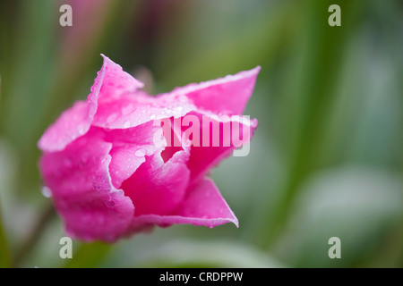 gemeinsamer Garten Tulpe (Tulipa 'Pink China', Tulipa China rosa), Blume, Niederlande, Keukenhof Stockfoto