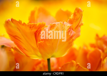 gemeinsamer Garten-Tulpe (Tulipa 'Professor Röntgen', Tulipa Professor Röntgen), Blume, Niederlande, Keukenhof Stockfoto