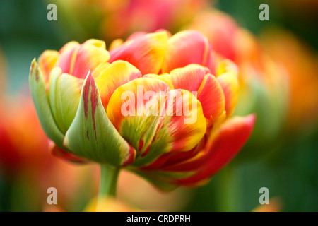 gemeinsamer Garten-Tulpe (Tulipa 'Cleista', Tulipa Cleista), Blume, Niederlande, Suedholland, Keukenhof Stockfoto