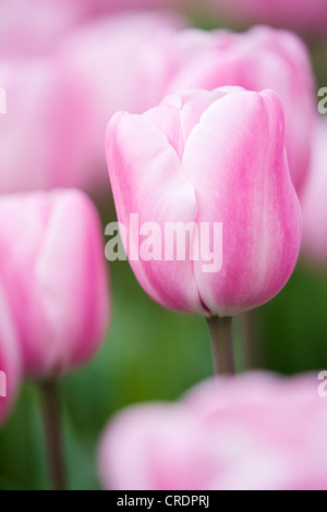 gemeinsamer Garten-Tulpe (Tulipa Triumphtulpe Sherwoods Garten), Blumen, Suedholland, Keukenhof, Lisse, Niederlande Stockfoto