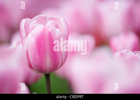 gemeinsamer Garten-Tulpe (Tulipa Triumphtulpe Sherwoods Garten), Blumen, Suedholland, Keukenhof, Lisse, Niederlande Stockfoto