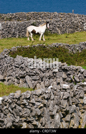 Tinker Pony (Equus Przewalskii F. Caballus), mit Wänden auf Inisheer, Irland, Aran-Inseln, Inisheer Stockfoto