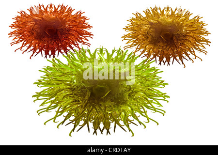 Dendritische Zellen des Immunsystems, Abbildung Stockfoto