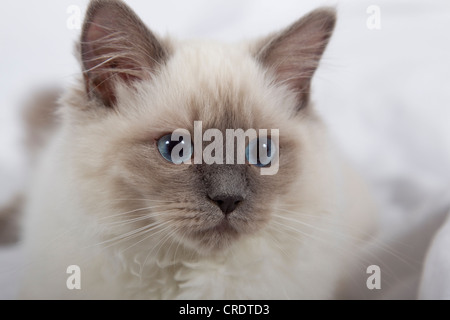 Ragdoll-Katze-Brut Stockfoto