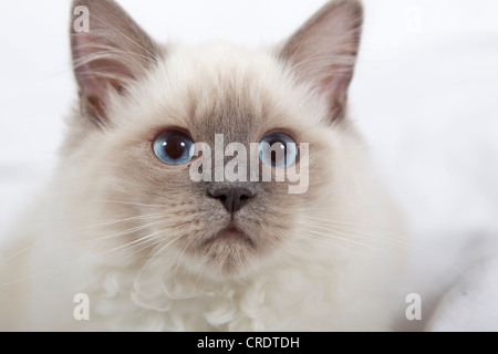 Ragdoll-Katze-Brut Stockfoto