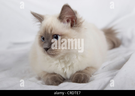 Ragdoll-Katze-Brut Stockfoto