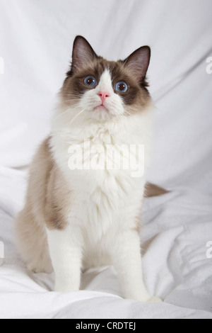 Ragdoll-Katze-Brut Stockfoto