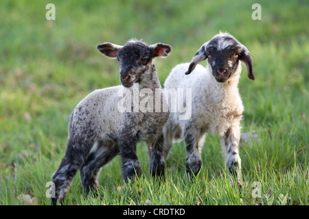 Ostern Lämmer, Schafe (Ovis Orientalis Aries) Stockfoto