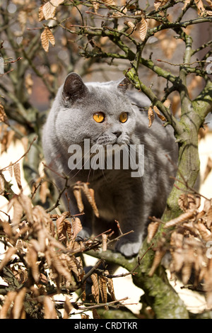 British Kurzhaar-Katze (Felis Catus) Stockfoto