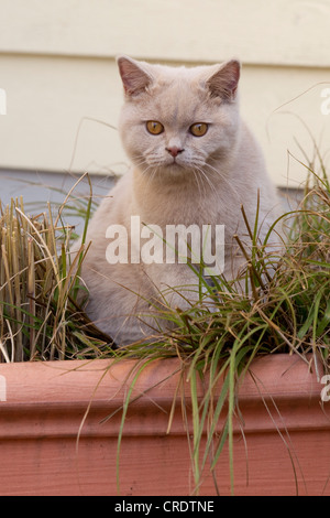 British Kurzhaar-Katze (Felis Catus) Stockfoto