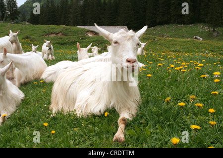 Hausziege (Capra Hircus, Capra Aegagrus F. Hircus), Ziegen auf einer Wiese, der Schweiz, Appenzell, Wasserauen Stockfoto
