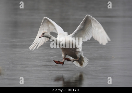 Höckerschwan (Cygnus Olor), Landung auf dem Eis eines gefrorenen bis Sees, Deutschland Stockfoto