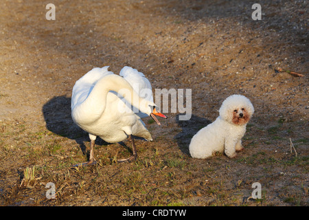 Höckerschwan (Cygnus Olor), droht Hund, Deutschland Stockfoto